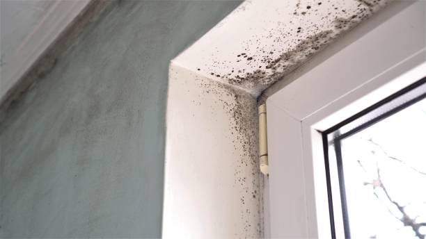 Best Real Estate Mold Inspection  in Ensley, FL