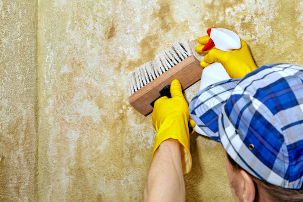 Asbestos and Lead Testing During Mold Inspection in Ensley, FL