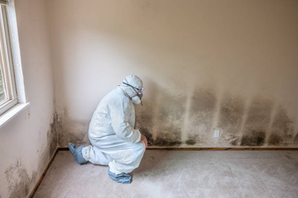 Best HVAC Mold Inspection and Cleaning  in Ensley, FL